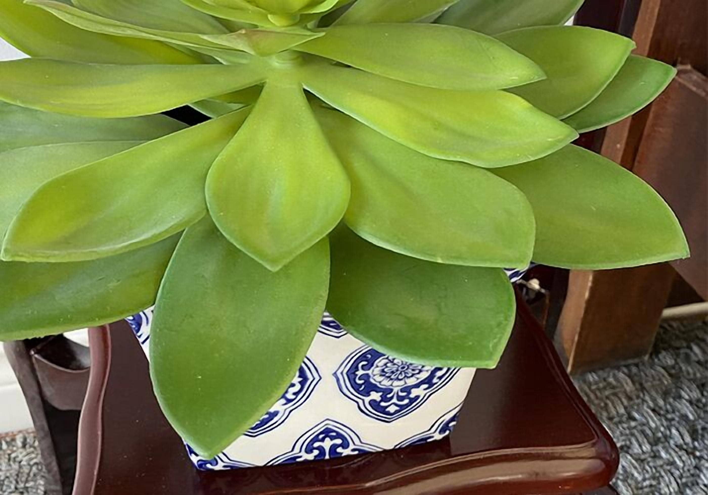 A potted plant with broad green leaves in a decorative ceramic pot.