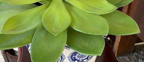 A potted plant with broad green leaves in a decorative ceramic pot.