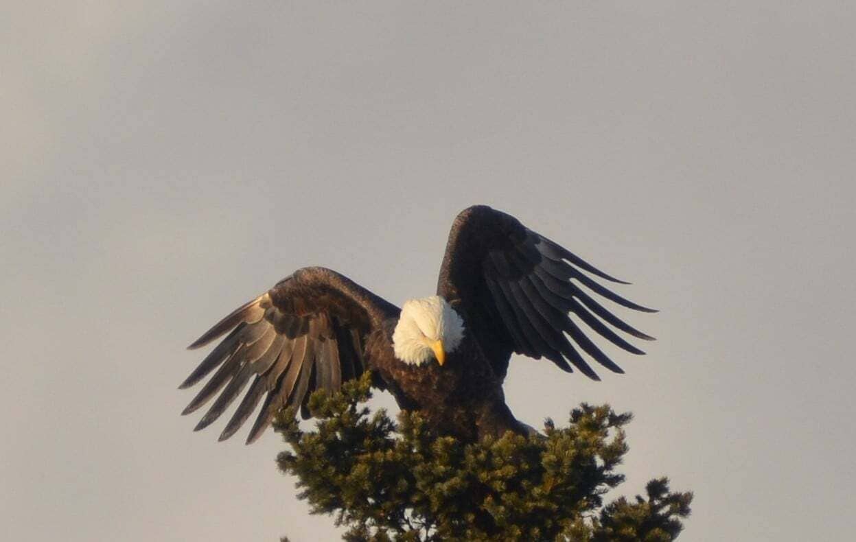 Un'aquila calva appollaiata su un ramo d'albero.