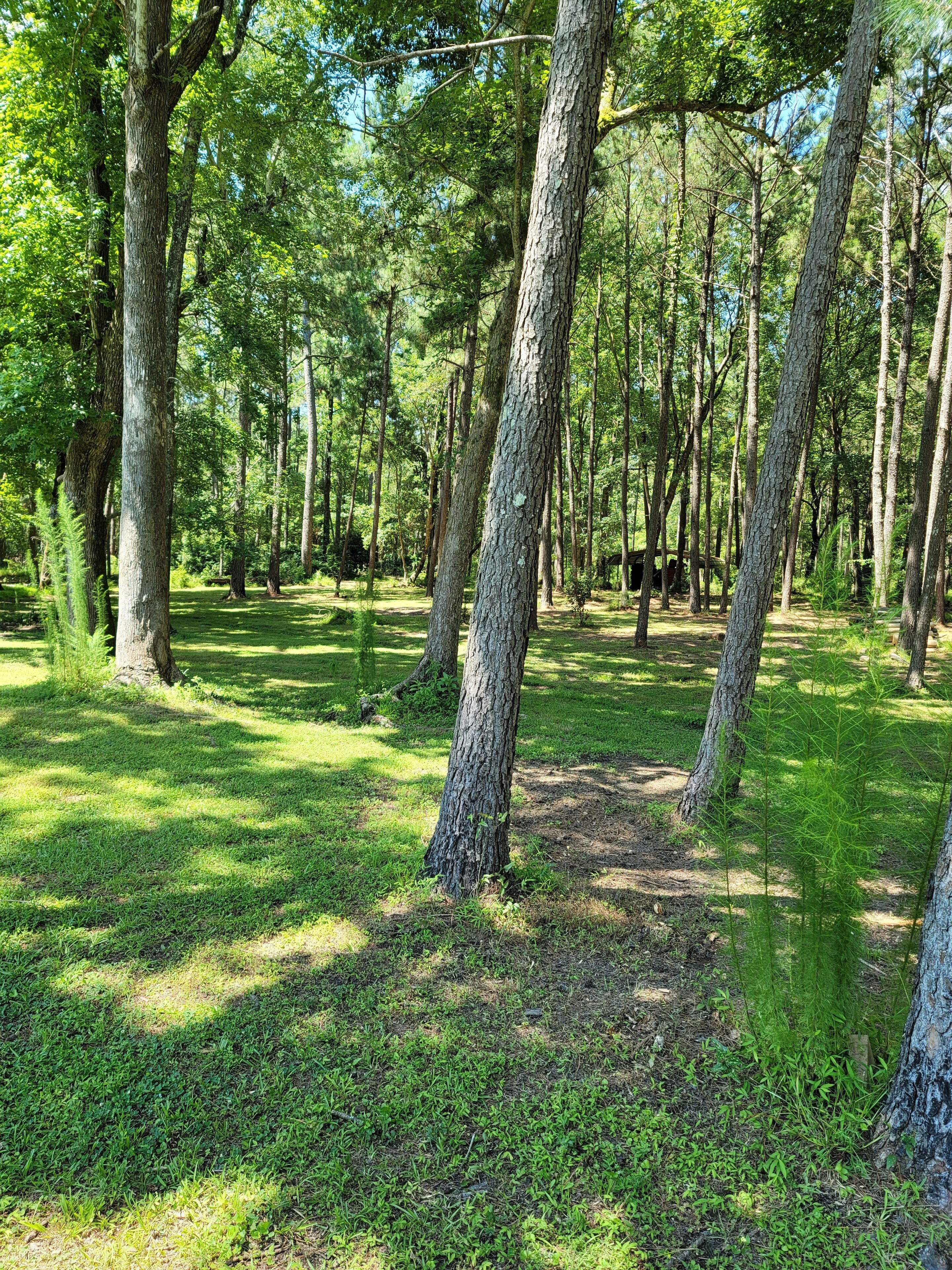A forested area with tall trees and a grassy path.