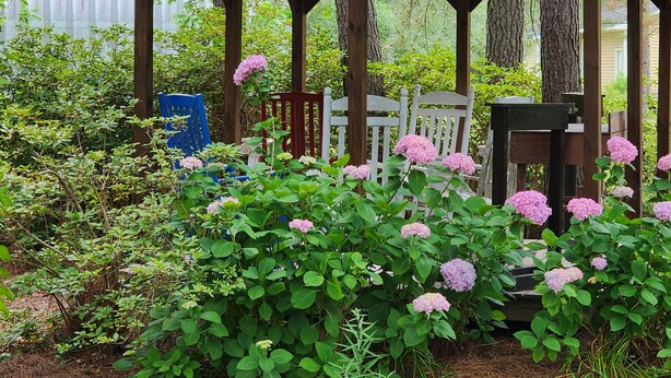 Un jardin agrémenté de buissons d’hortensias, de chaises en bois et d’une structure en forme de pergola.