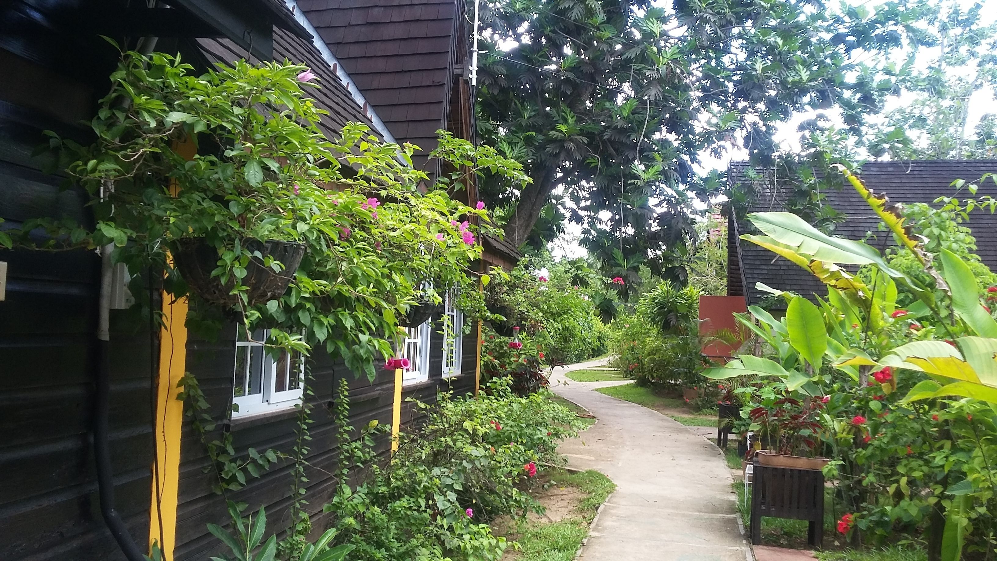 Un sendero estrecho bordeado por casas de madera con plantas trepadoras y flores.