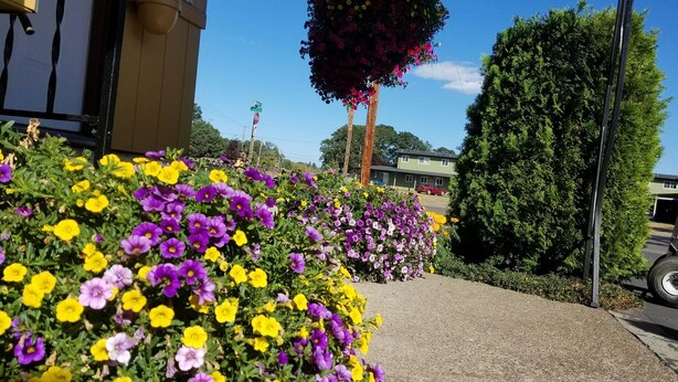 A residential area with a driveway leading to a house. There are flower beds with yellow and purple flowers in the foreground. - Galaxie Motel (Philomath)