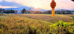 A rural landscape with a field of crops, a traditional hanging lantern, and houses in the background.