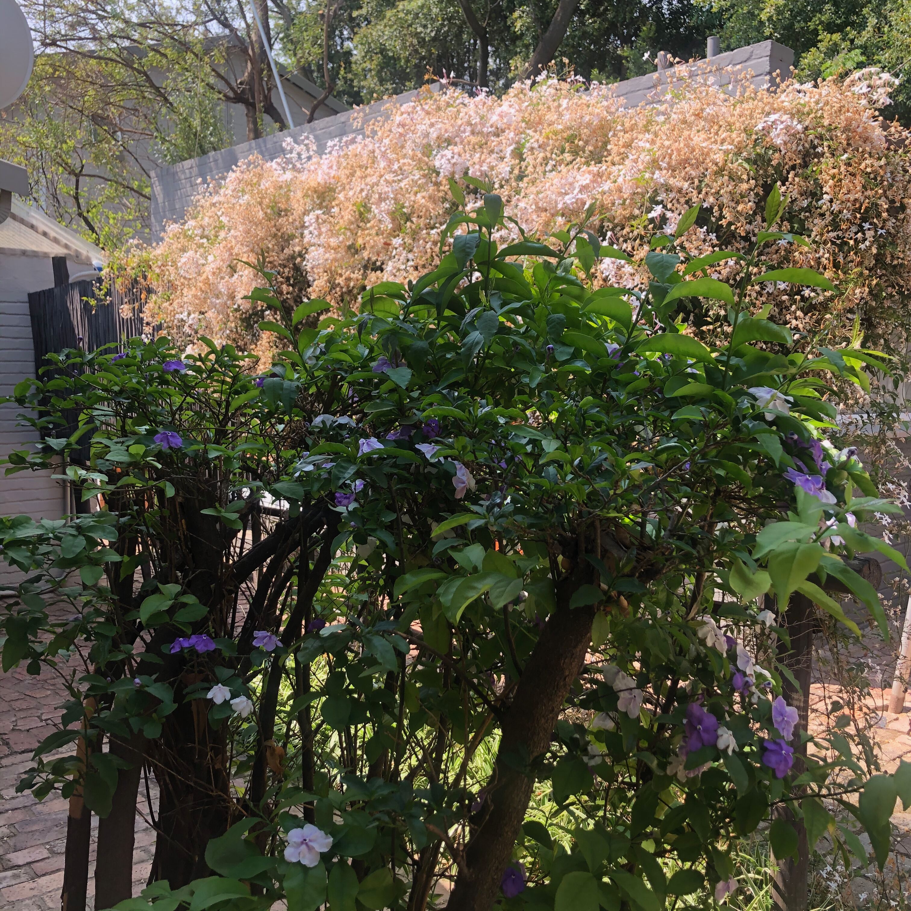 Photo - The Haystack On Homestead