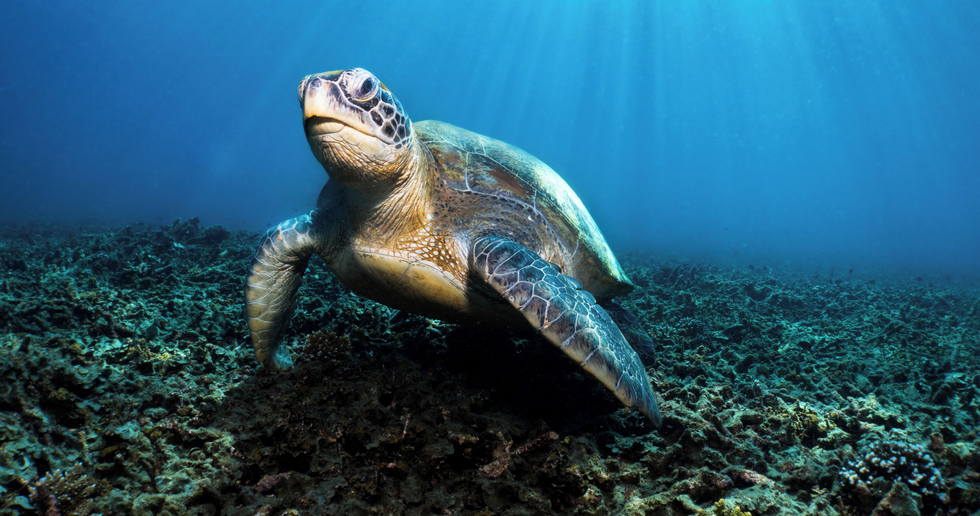 1 bedroom, premium bedding, minibar, in-room safe