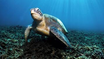 Una tortuga marina nadando sobre un arrecife de coral.