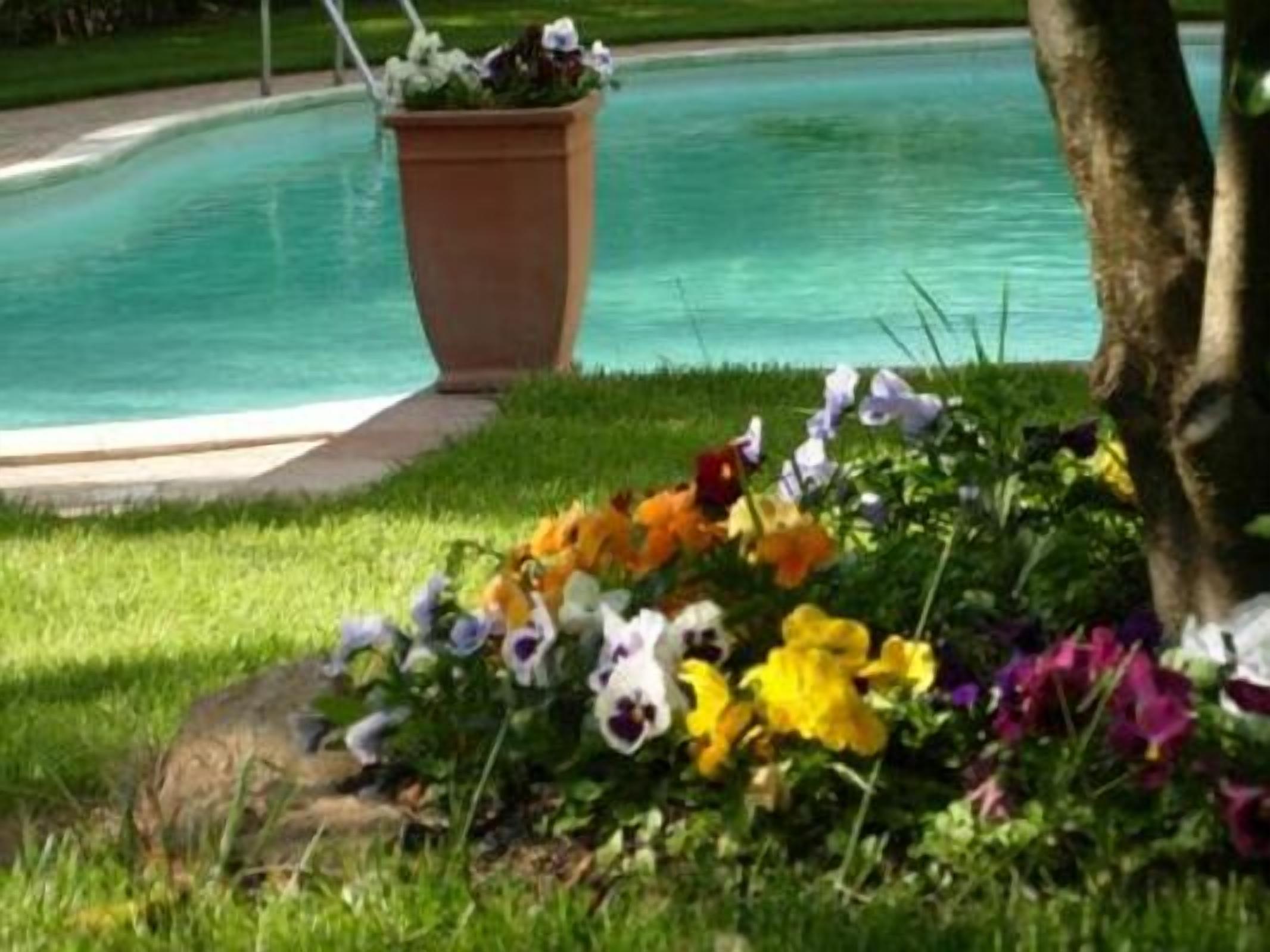 Una piscina rodeada de césped y una diversidad de flores coloridas.