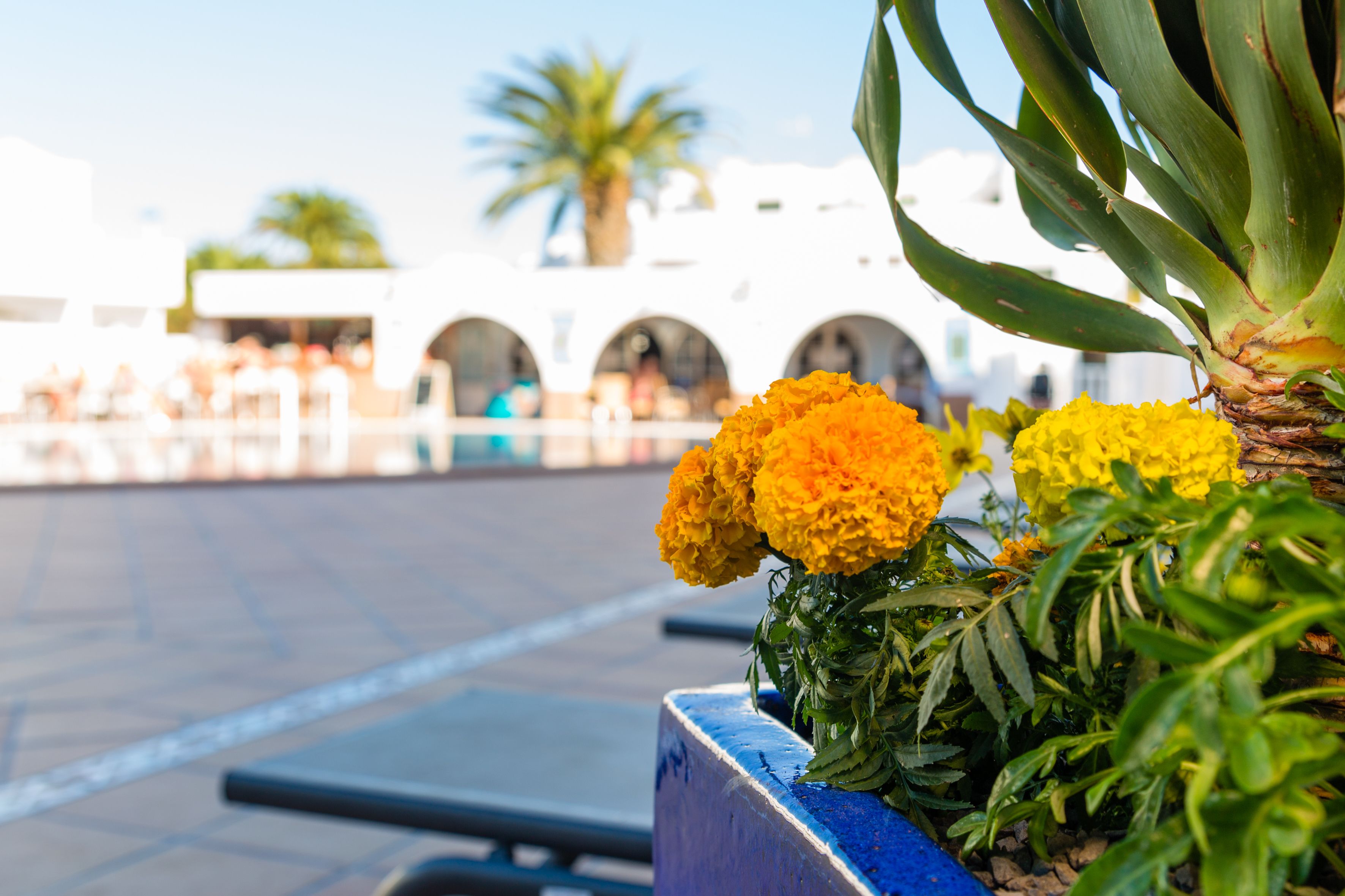 A poolside area with a blue planter containing yellow flowers and a palm tree in the background.