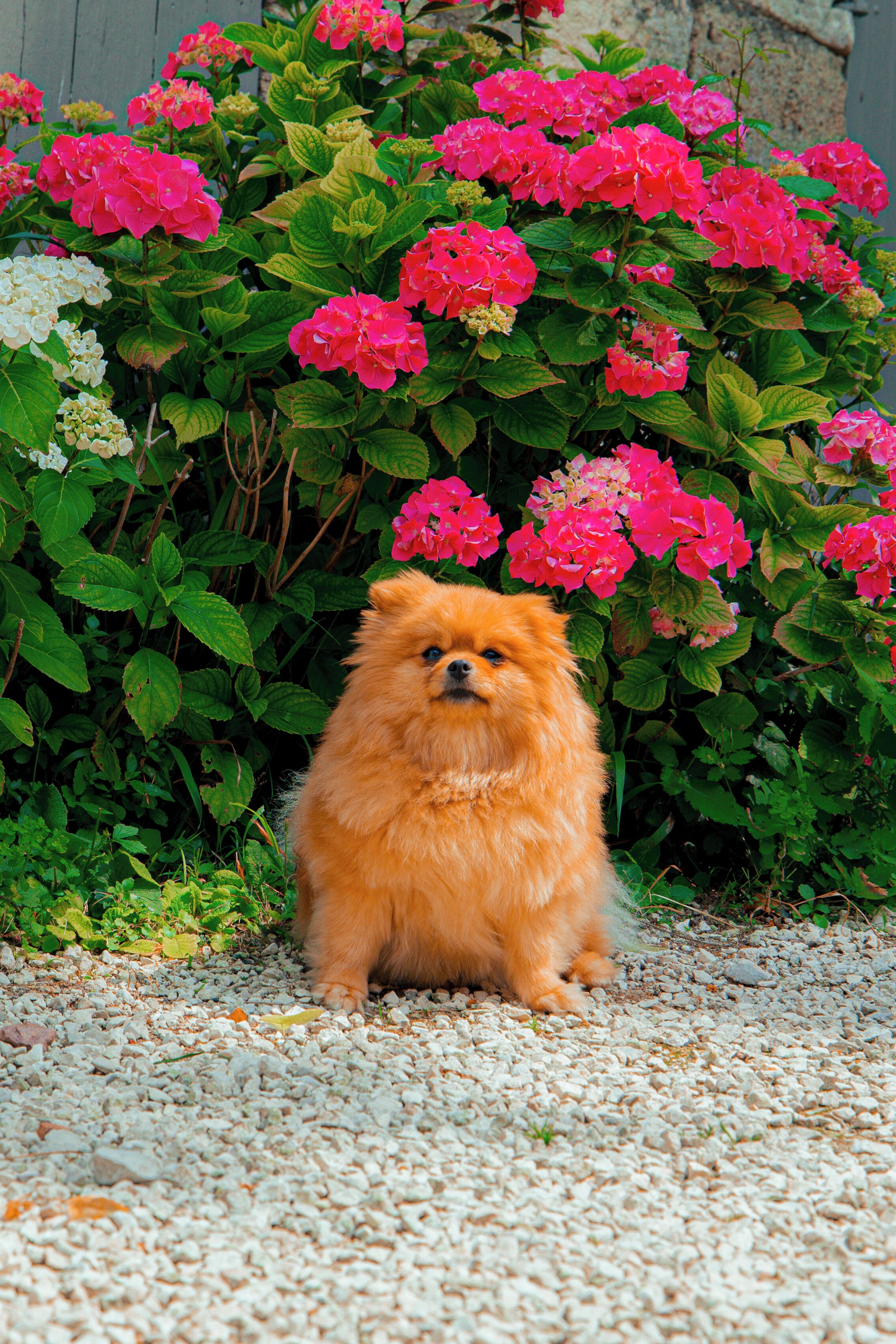 Un piccolo cane soffice seduto su un sentiero sterrato, con un fondo di fiori rosa e vegetazione verde.