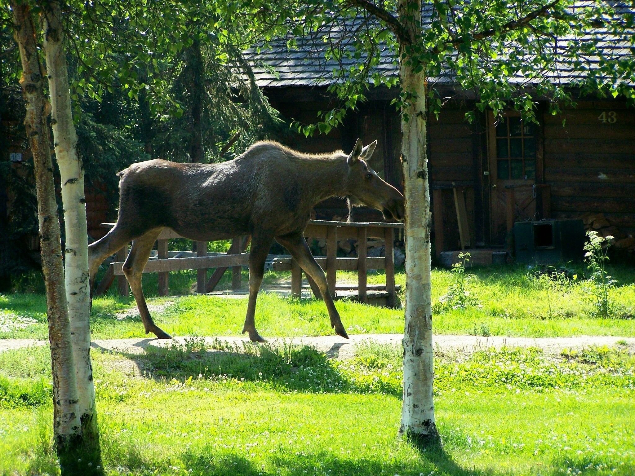 A horse walking in a grassy area with birch trees and a wooden fence.