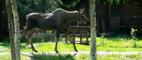 A horse walking in a grassy area with birch trees and a wooden fence.