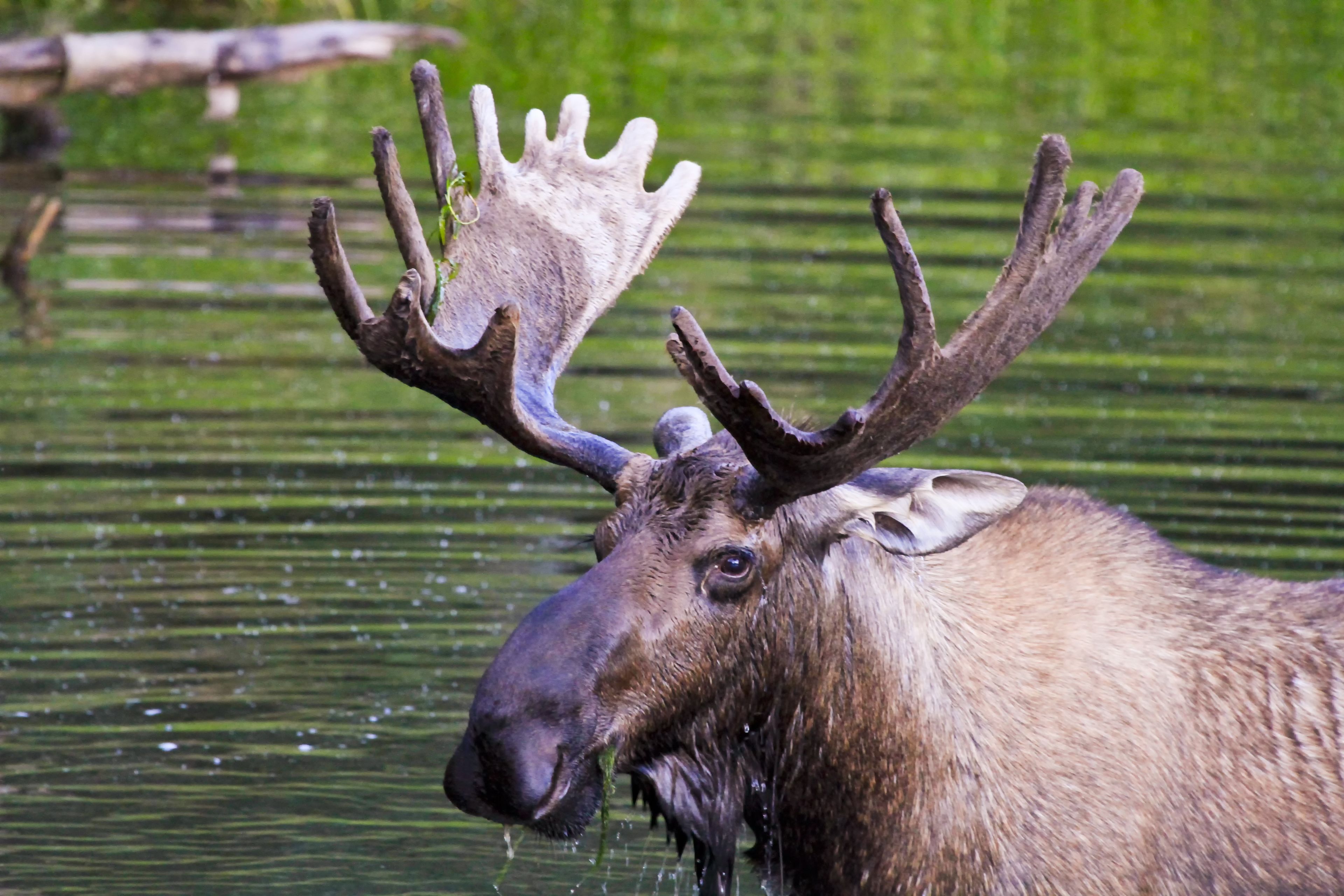 A moose with large antlers standing in a body of water.