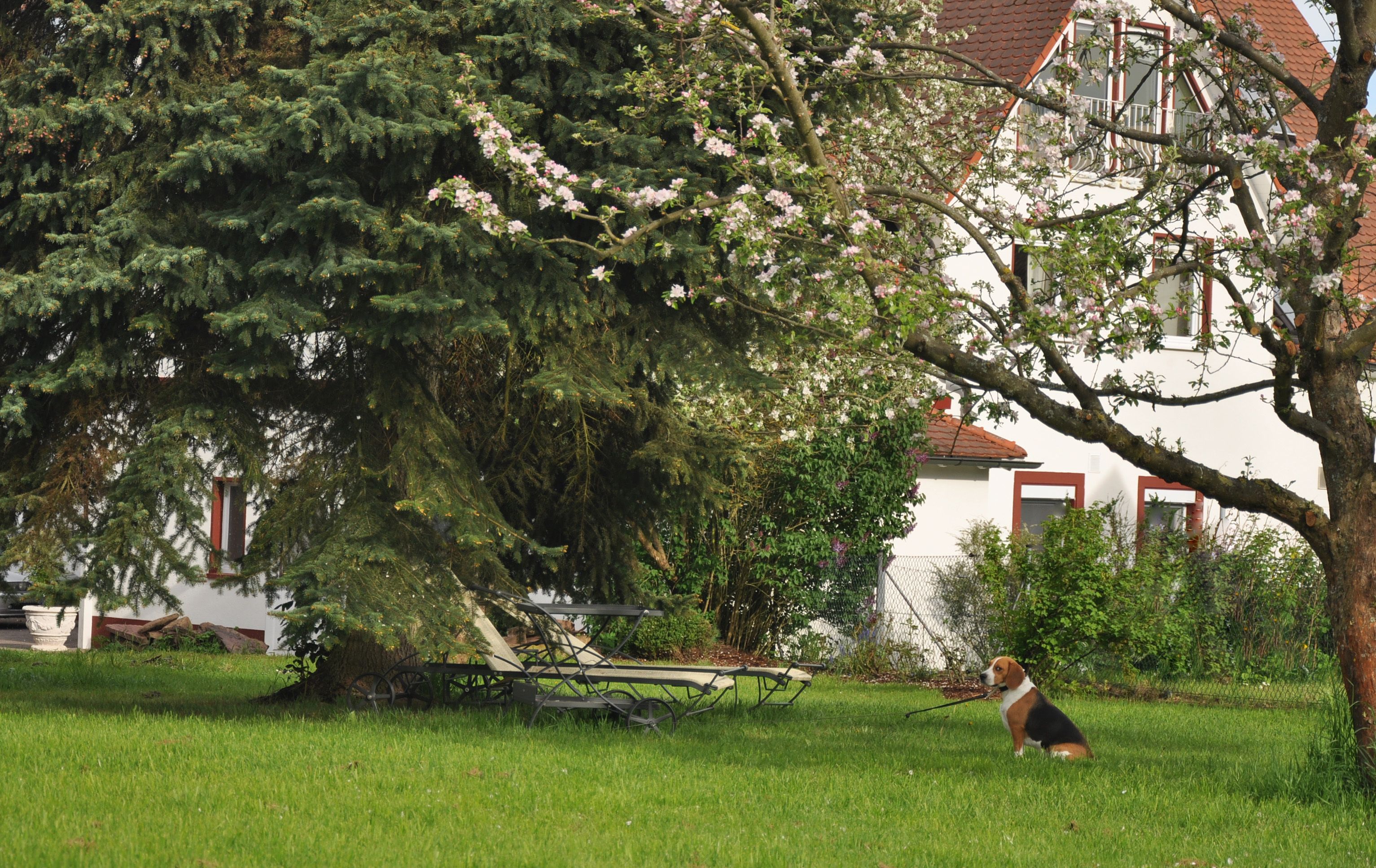 Un cane seduto sull'erba con un guinzaglio, un albero con fiori rosa e un edificio con tetto rosso sullo sfondo.