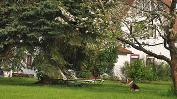 Un cane seduto sull'erba con un guinzaglio, un albero con fiori rosa e un edificio con tetto rosso sullo sfondo.