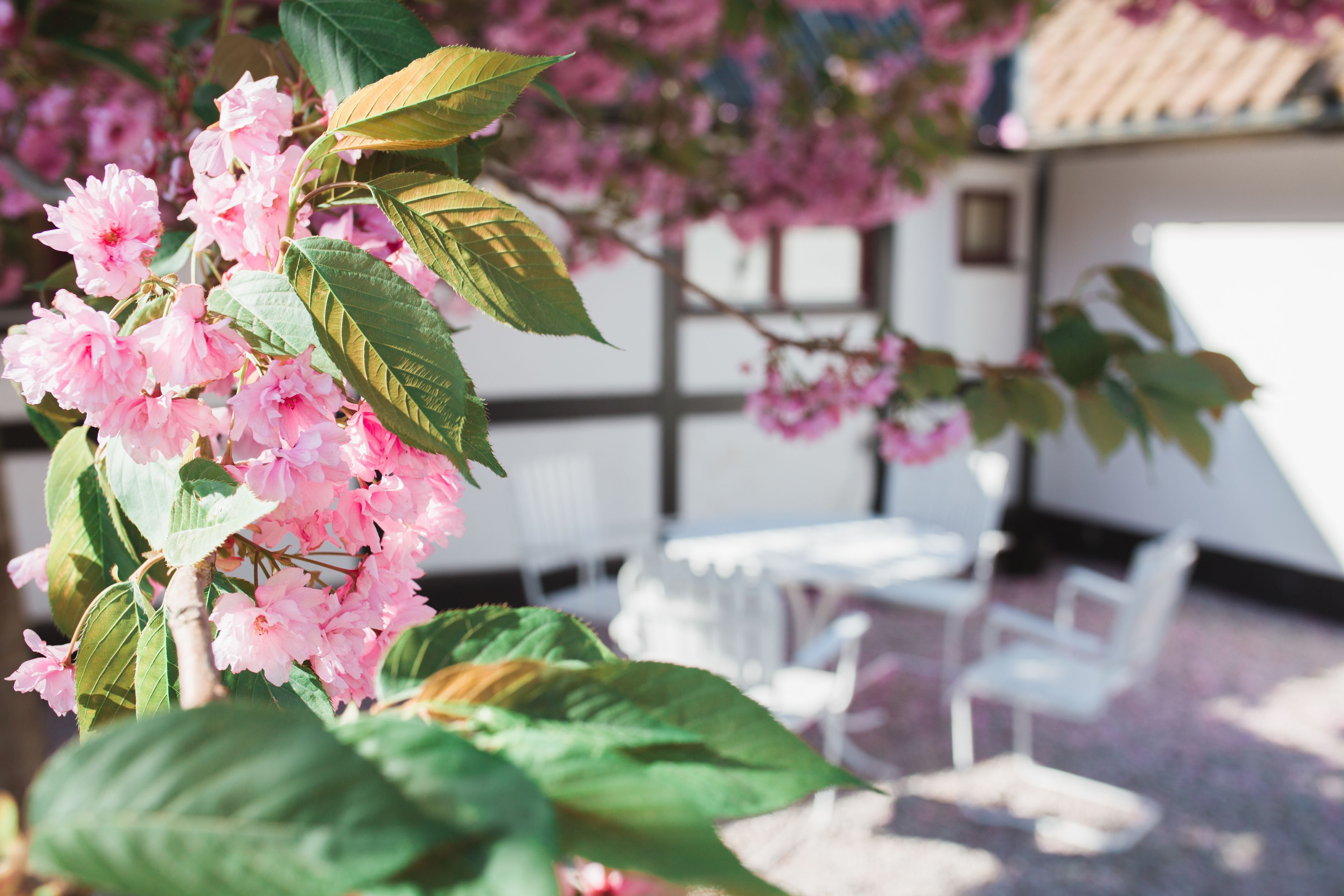 A garden area with pink flowers and white outdoor furniture.