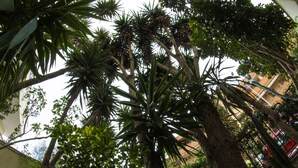 Vista de un exuberante jardín interior con diversas plantas y árboles tropicales.