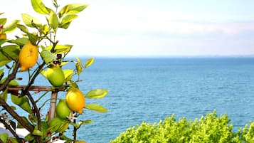 Un limonero con limones maduros y hojas verdes, con vista a un mar tranquilo.