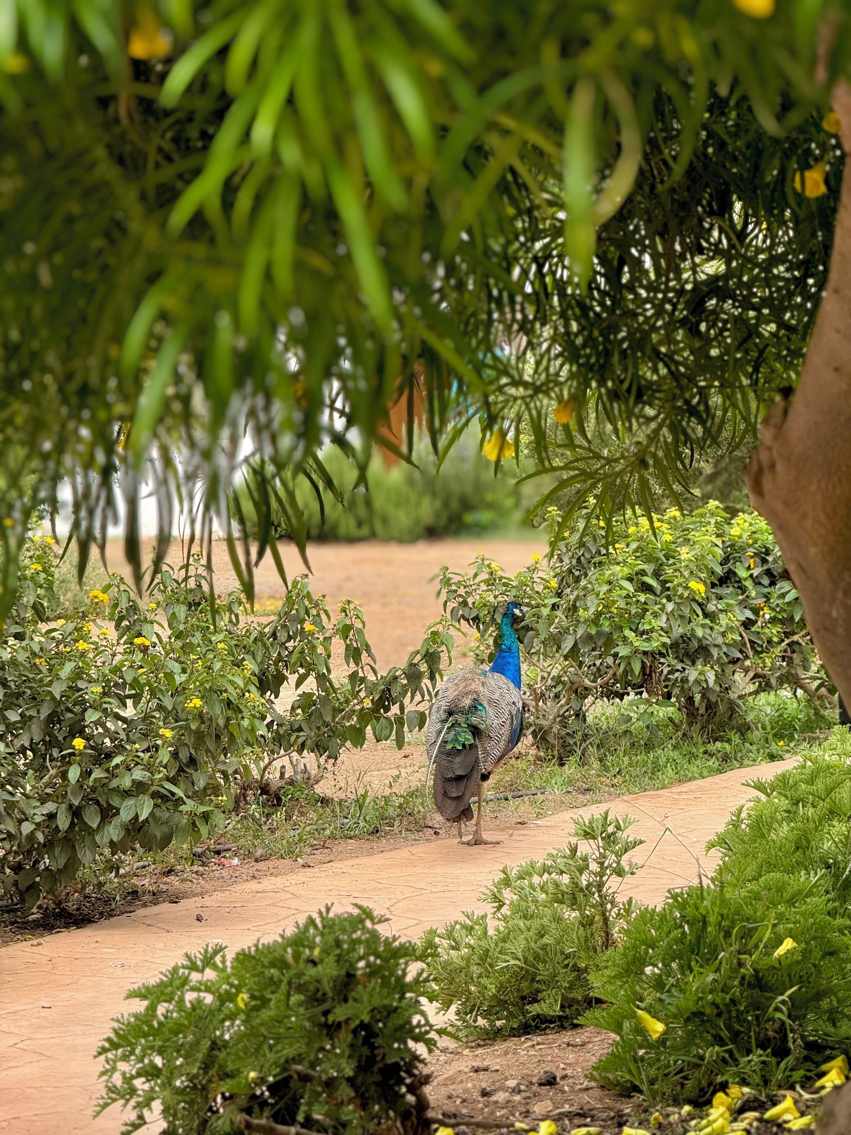 Un paon se promène sur un chemin pavé, entouré de verdure et de plantes.
