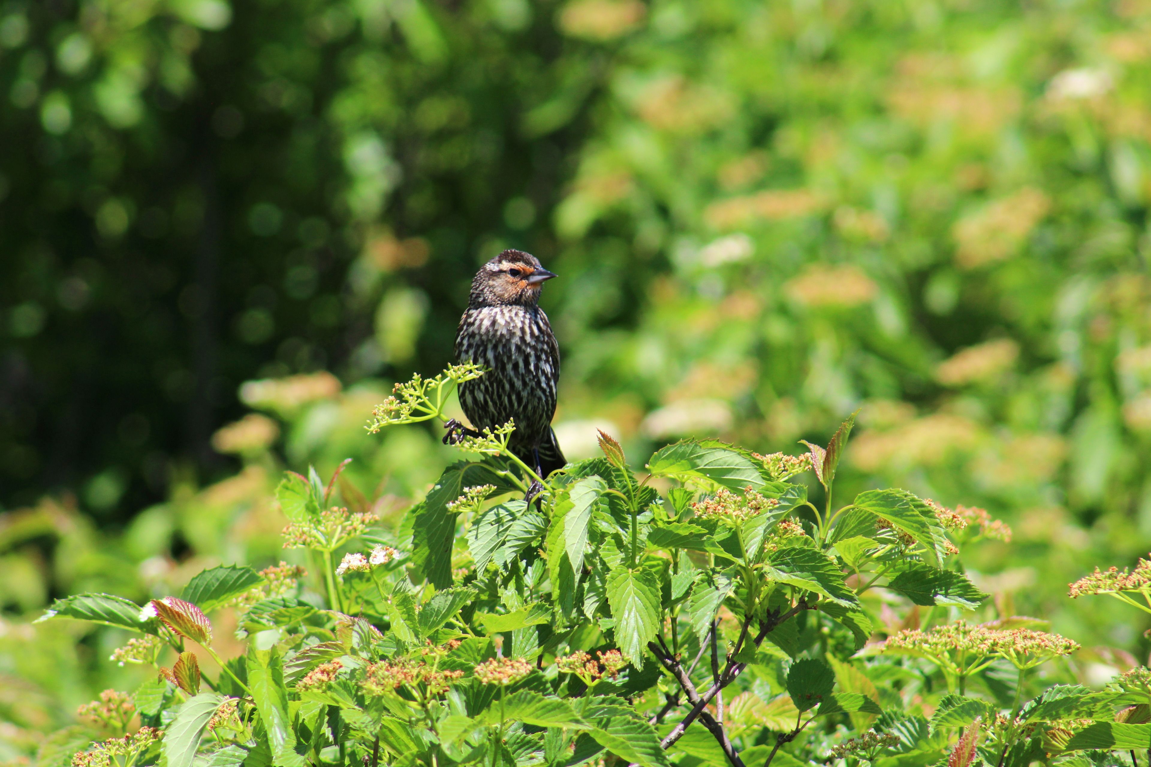 A bird perched on foliage.