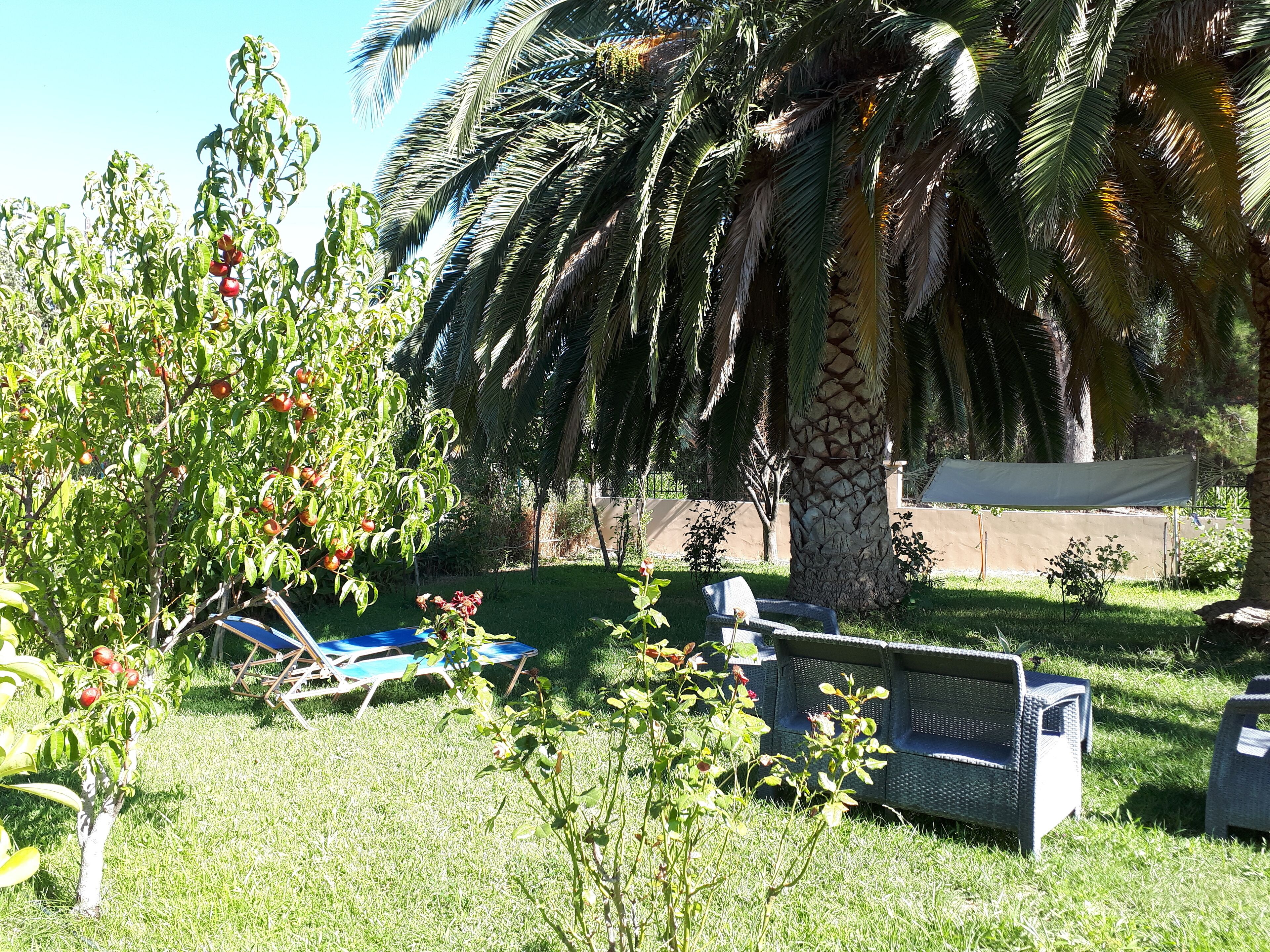 Een tuin met palmbomen, gazon en tuinmeubilair.