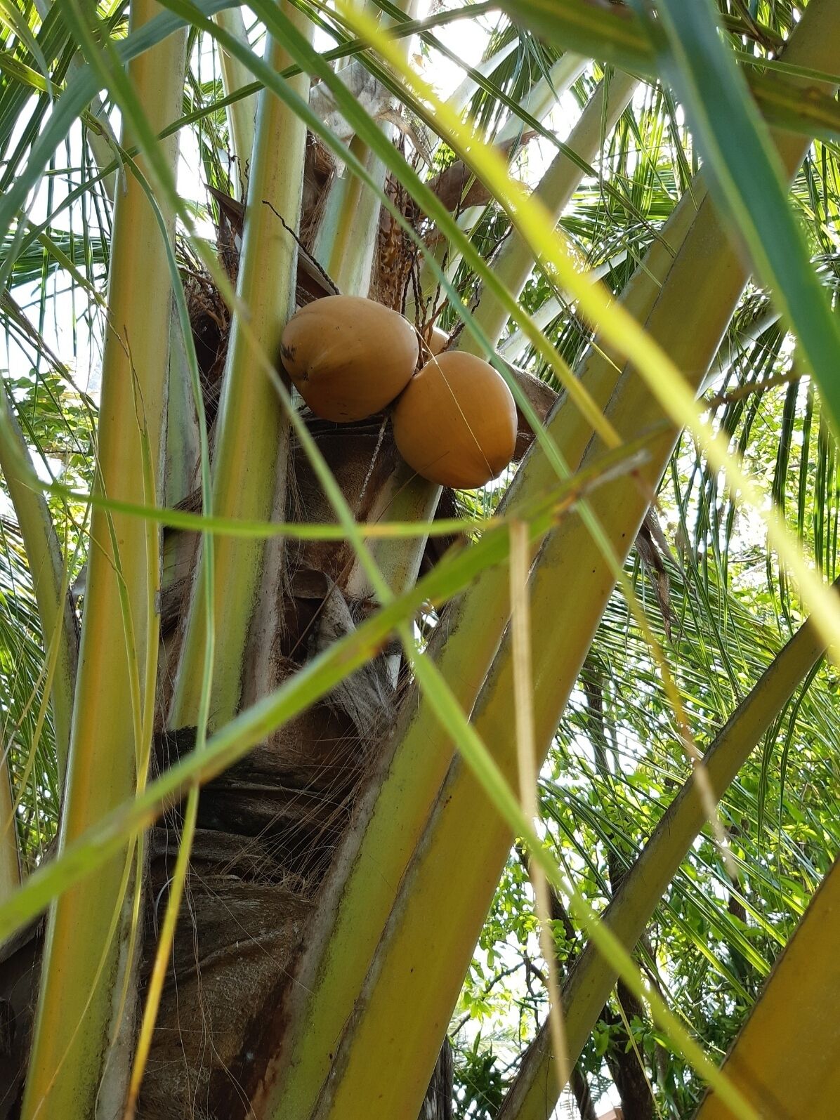 Foto - Travellers Paradise