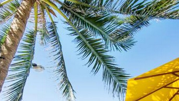 A beachside setting with palm trees, yellow umbrellas, and lounge chairs.