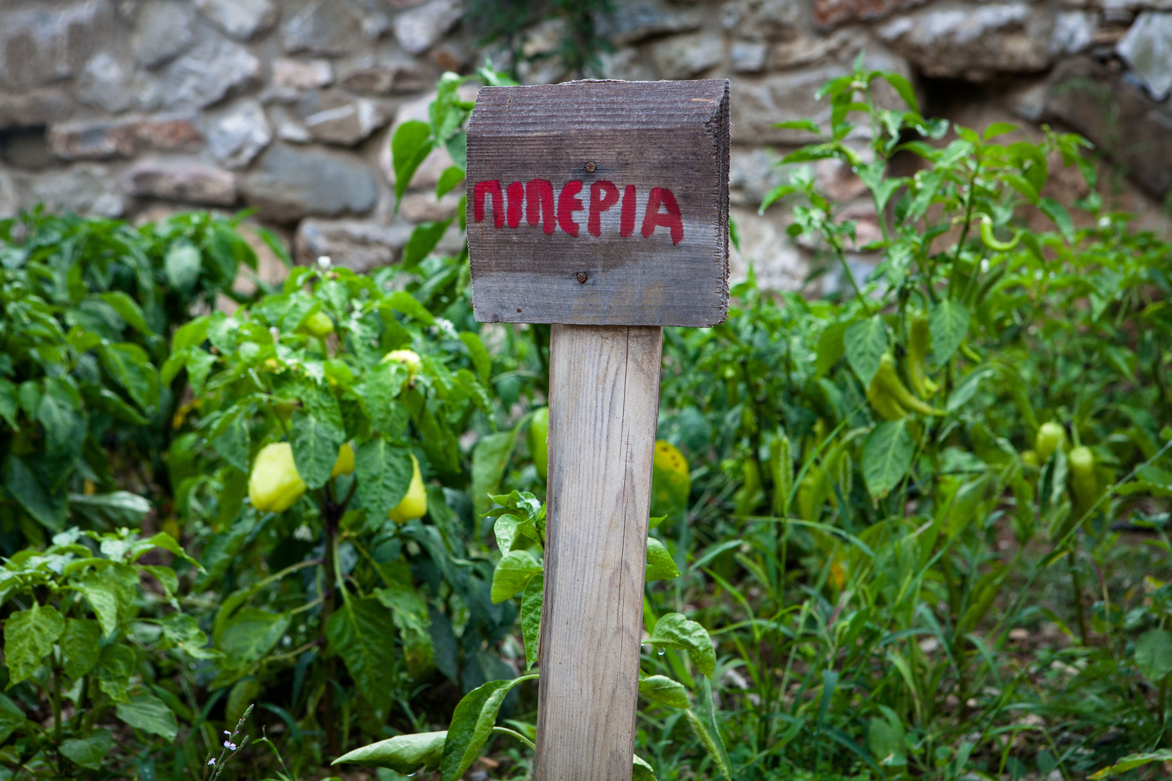 Un letrero de madera con la palabra 'NINEPIA' escrita, sobre un fondo de follaje verde y una pared de piedra.