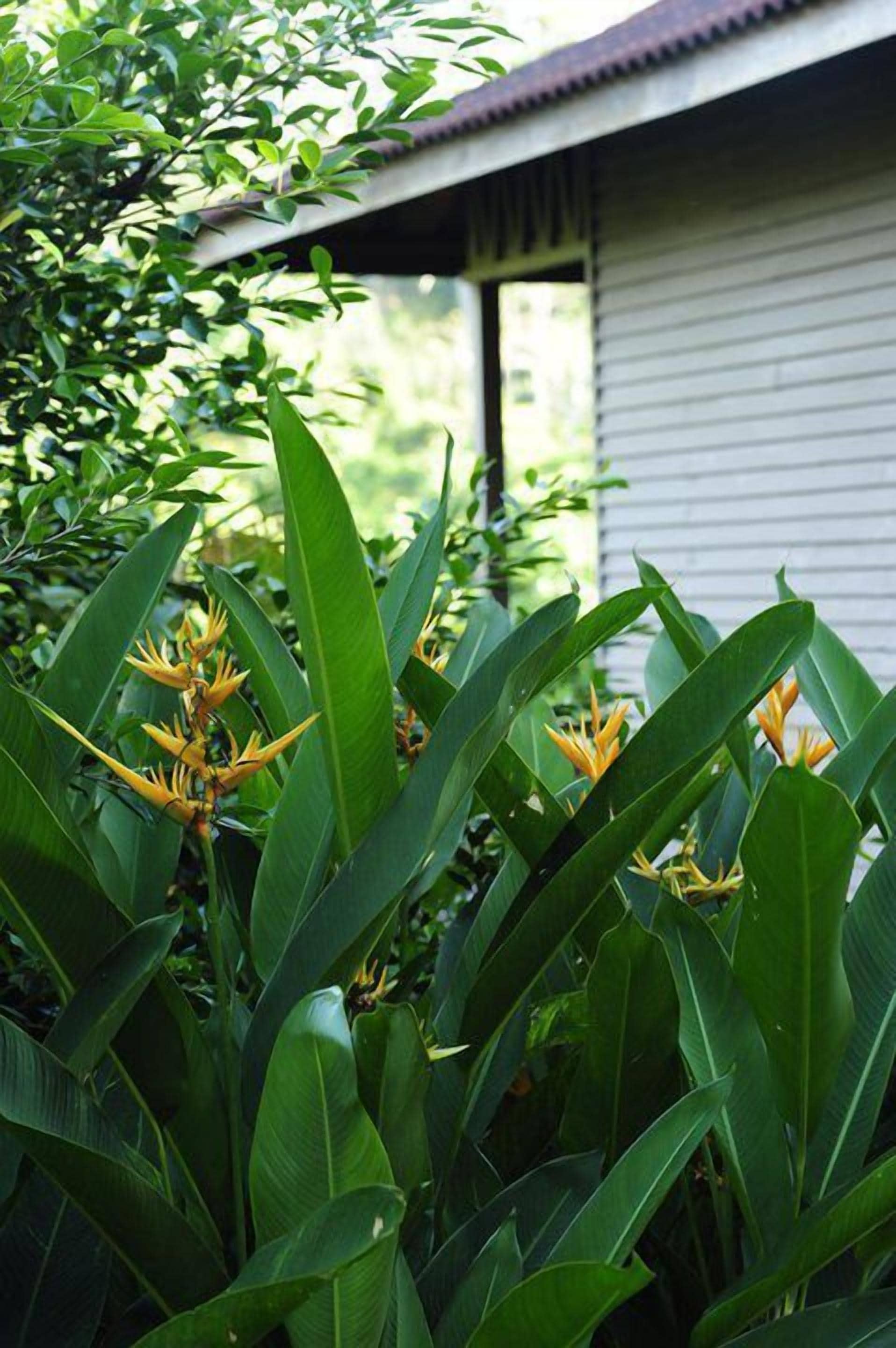 A lush green plant with large leaves and yellow flowers in front of a building with a corrugated metal roof.