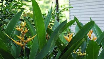 A lush green plant with large leaves and yellow flowers in front of a building with a corrugated metal roof.