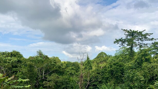Una amplia piscina al aire libre rodeada de exuberante follaje tropical.