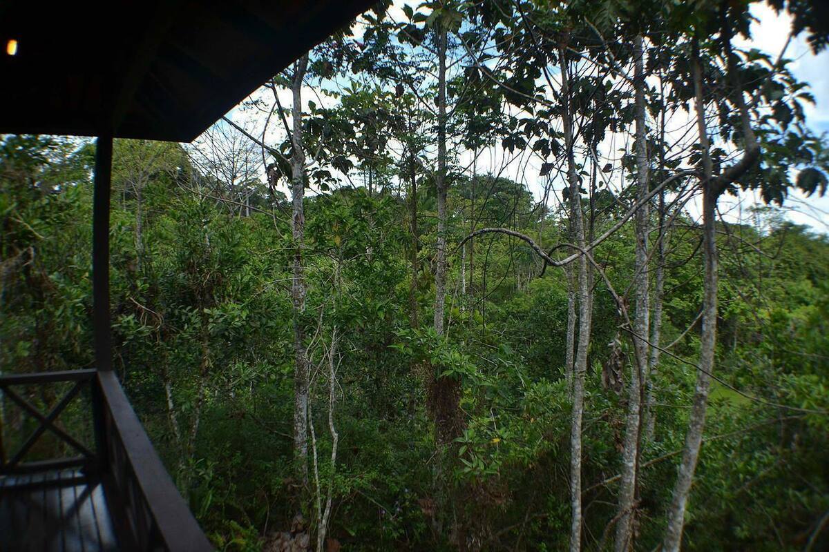 A forested area with a wooden structure, likely a cabin or lodge, surrounded by tall trees and dense foliage.