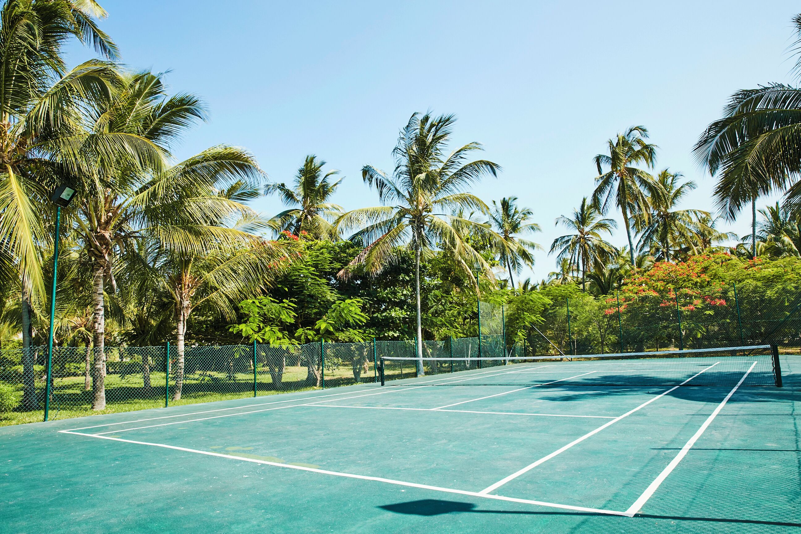 A tennis court surrounded by palm trees and greenery.