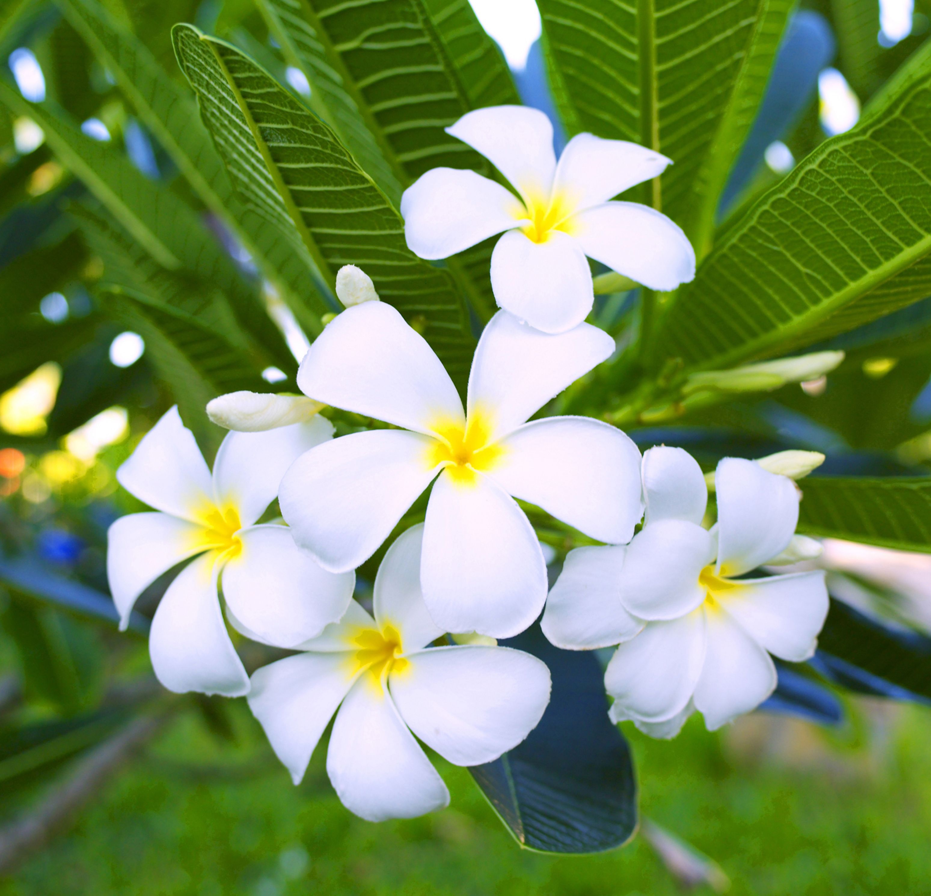 hot tub, body treatments, thai massages, body scrubs, facials