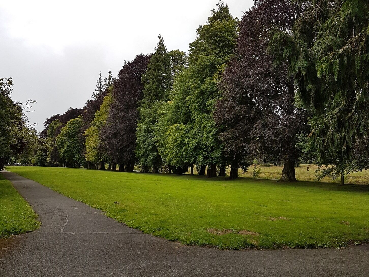 A pathway through a park with a variety of trees and a grassy area.