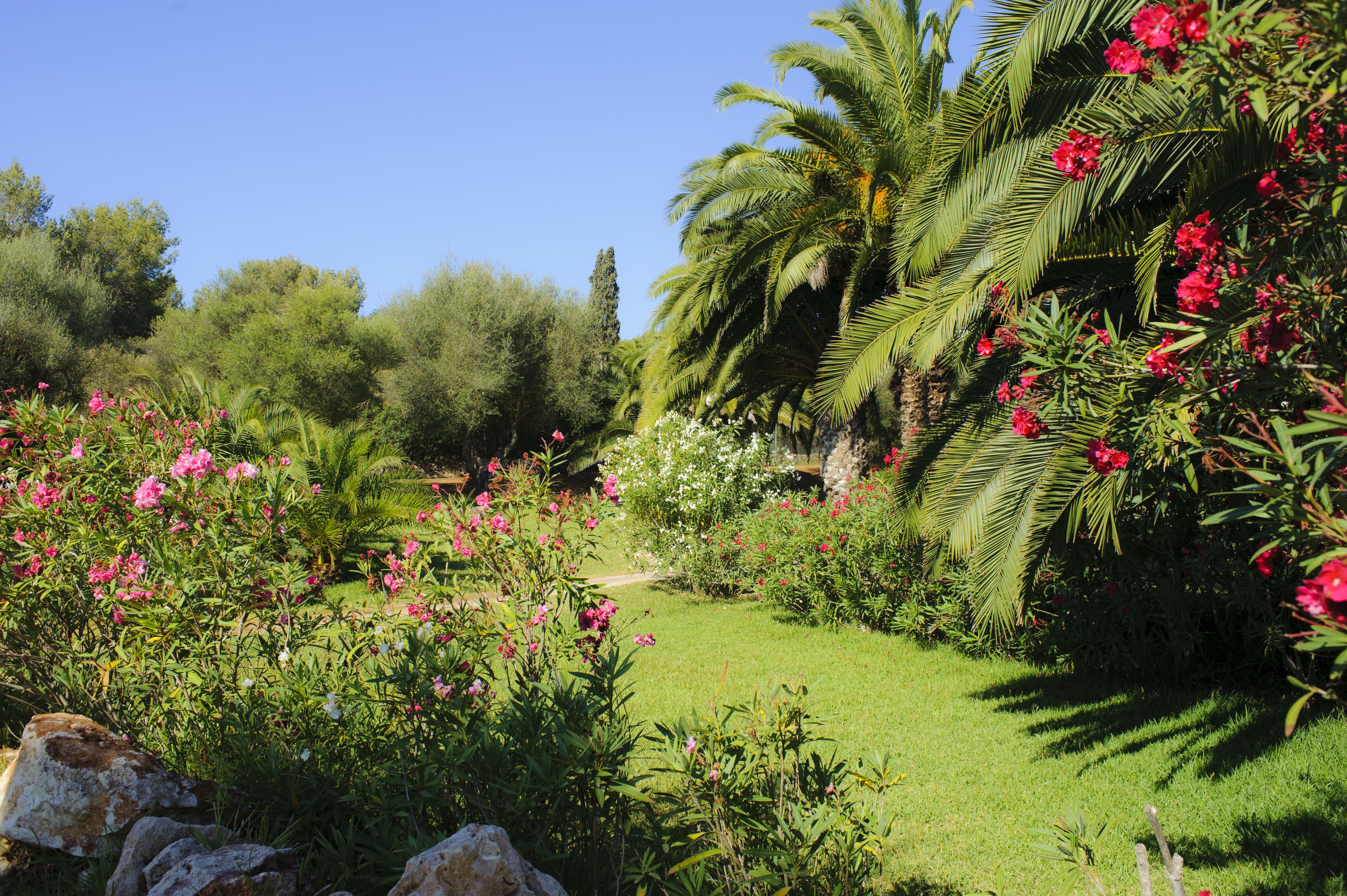 A lush garden with palm trees and flowering plants.