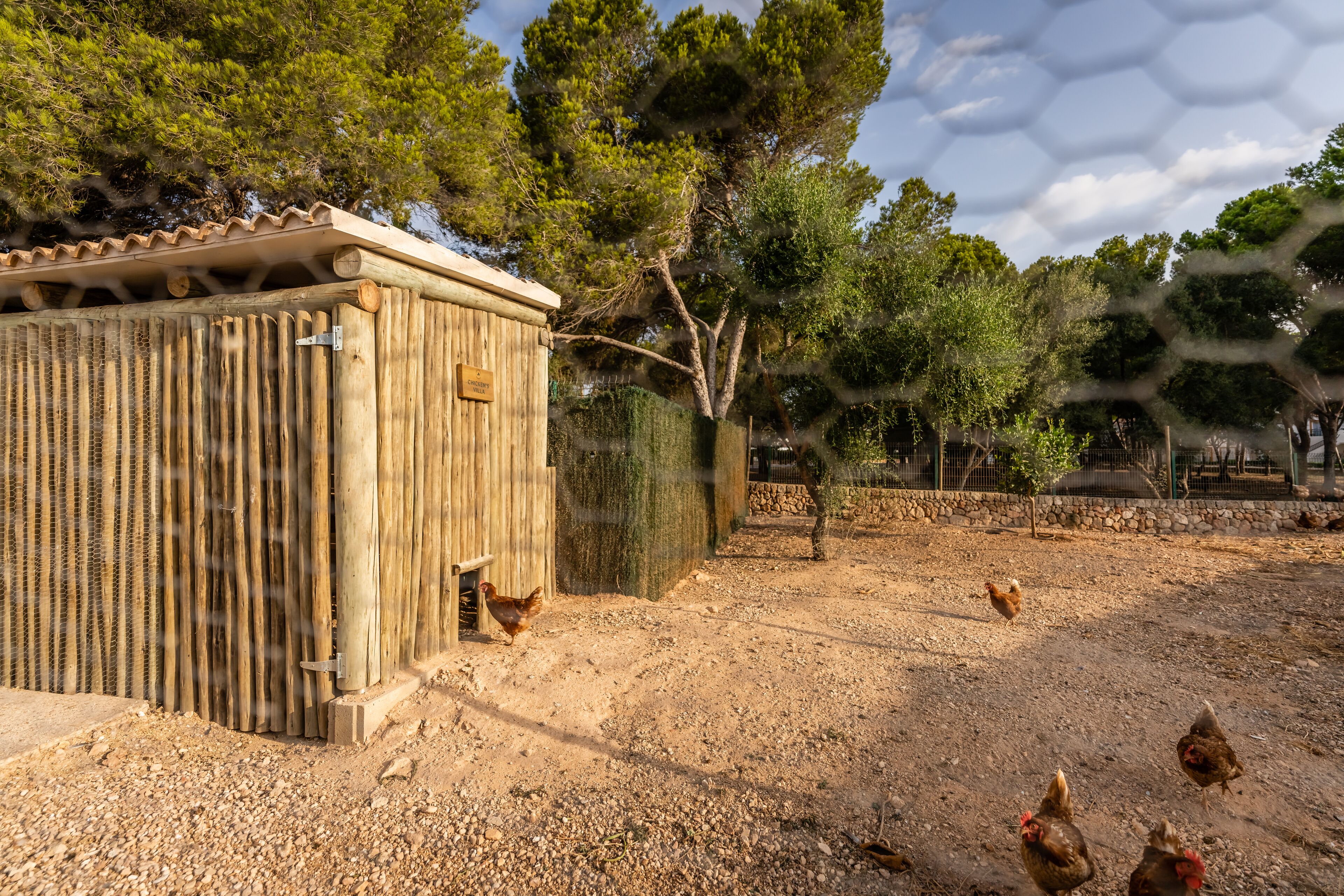 Une construction rustique en bois, dotée d’une porte en métal, entourée d’une zone délimitée par une clôture, où l’on trouve des arbres et des poulets.