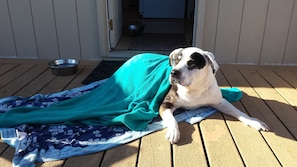 A dog lying on a blanket on a wooden deck. - Sea Haven Motel & Guest House (Rockaway Beach)