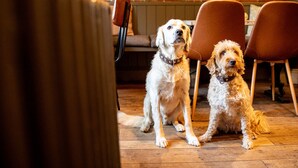 Two dogs sitting on a wooden floor in a room with brick walls and brown chairs. - The Boot at Repton (Derby)