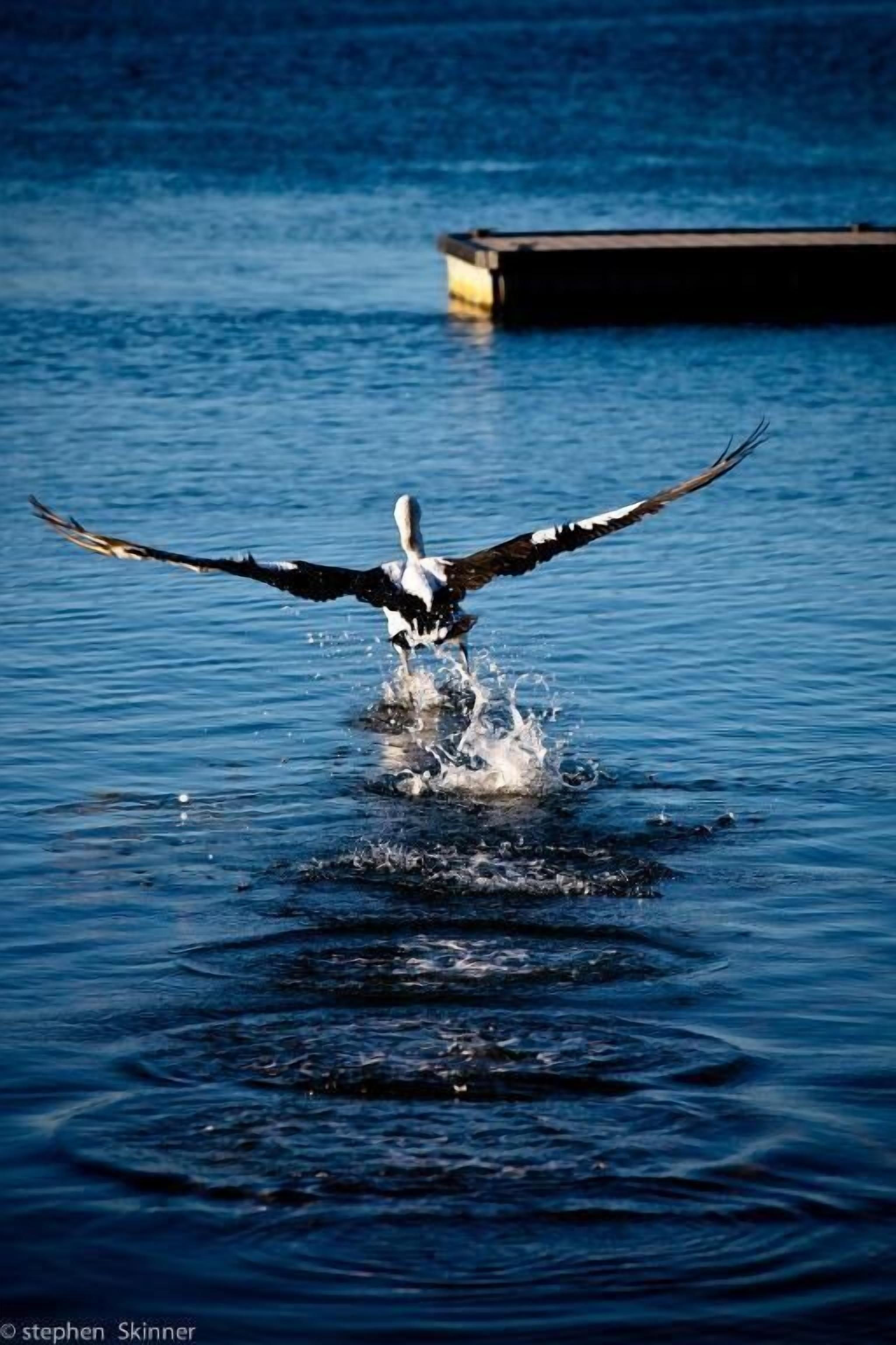 A bird taking off from water, with ripples around it.