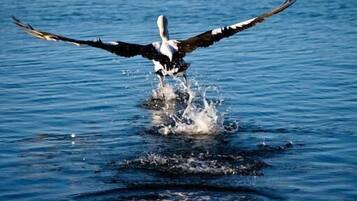 A bird taking off from water, with ripples around it.