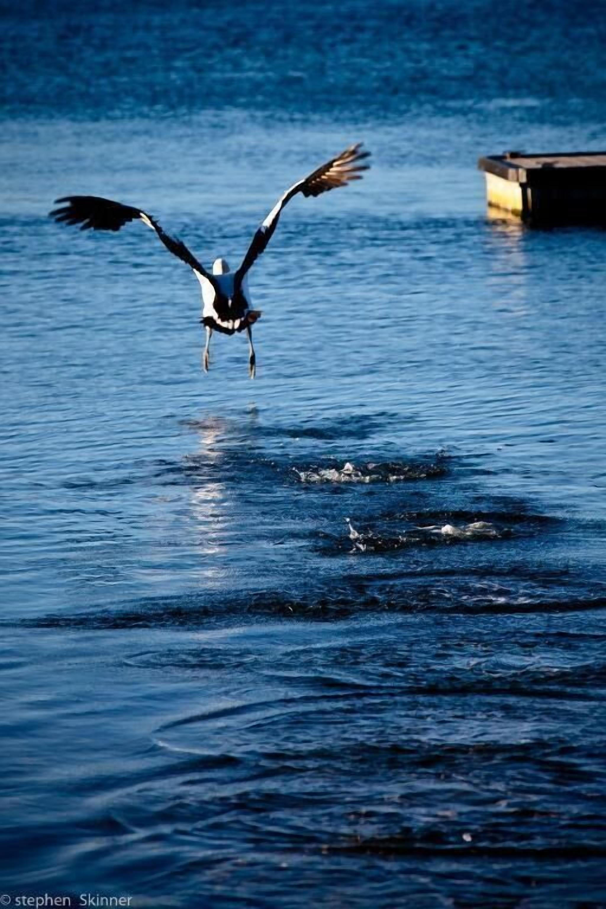 Een vogel vliegt over het water, met een steiger op de achtergrond.