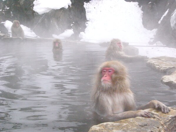 Un grupo de monos sentados en un manantial termal rodeado de nieve.