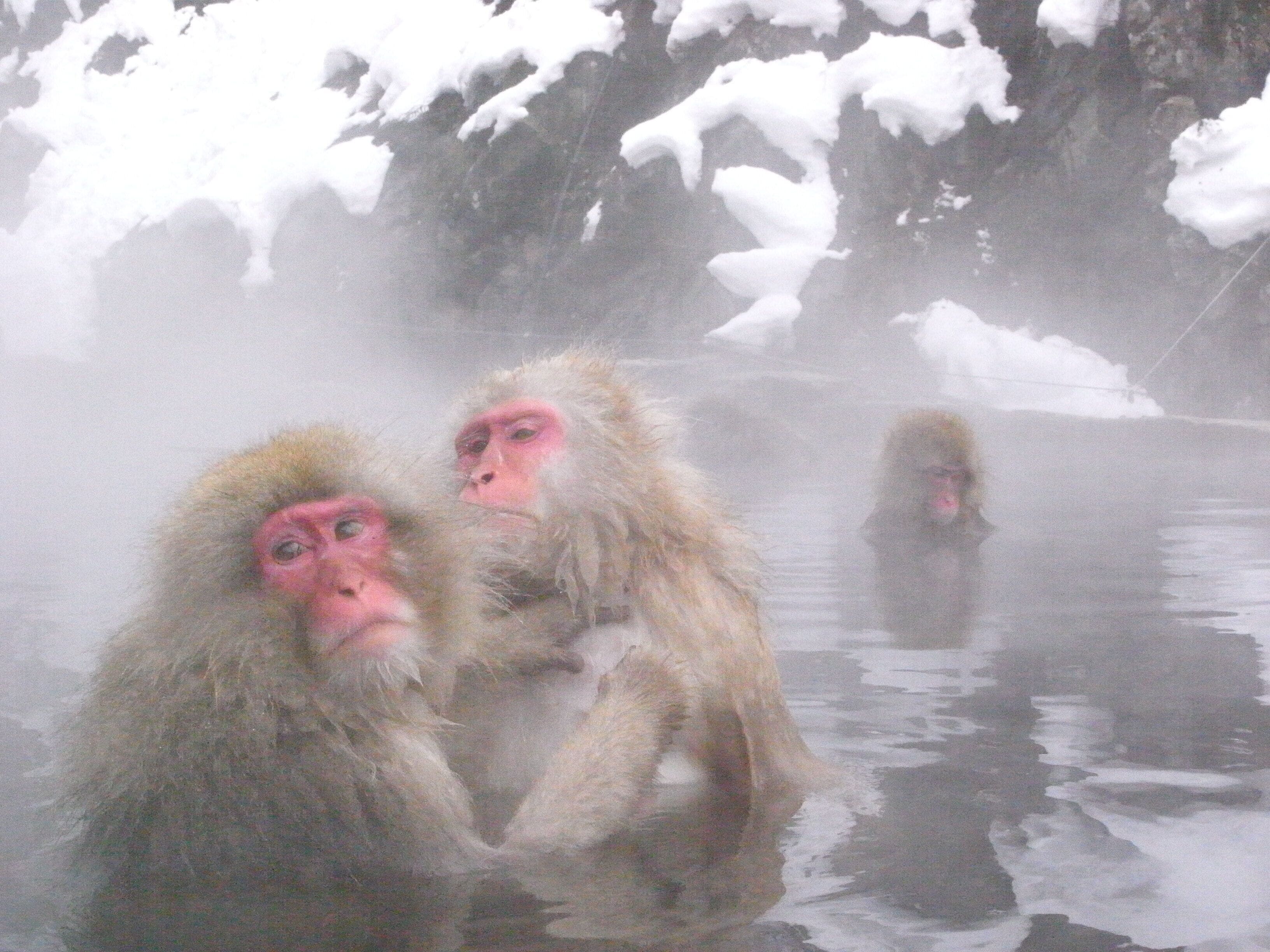 A group of monkeys in a snowy, misty environment.