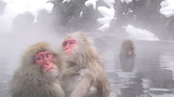 A group of monkeys in a snowy, misty environment.