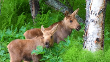 Two deer in a forest with dense green foliage and a birch tree.