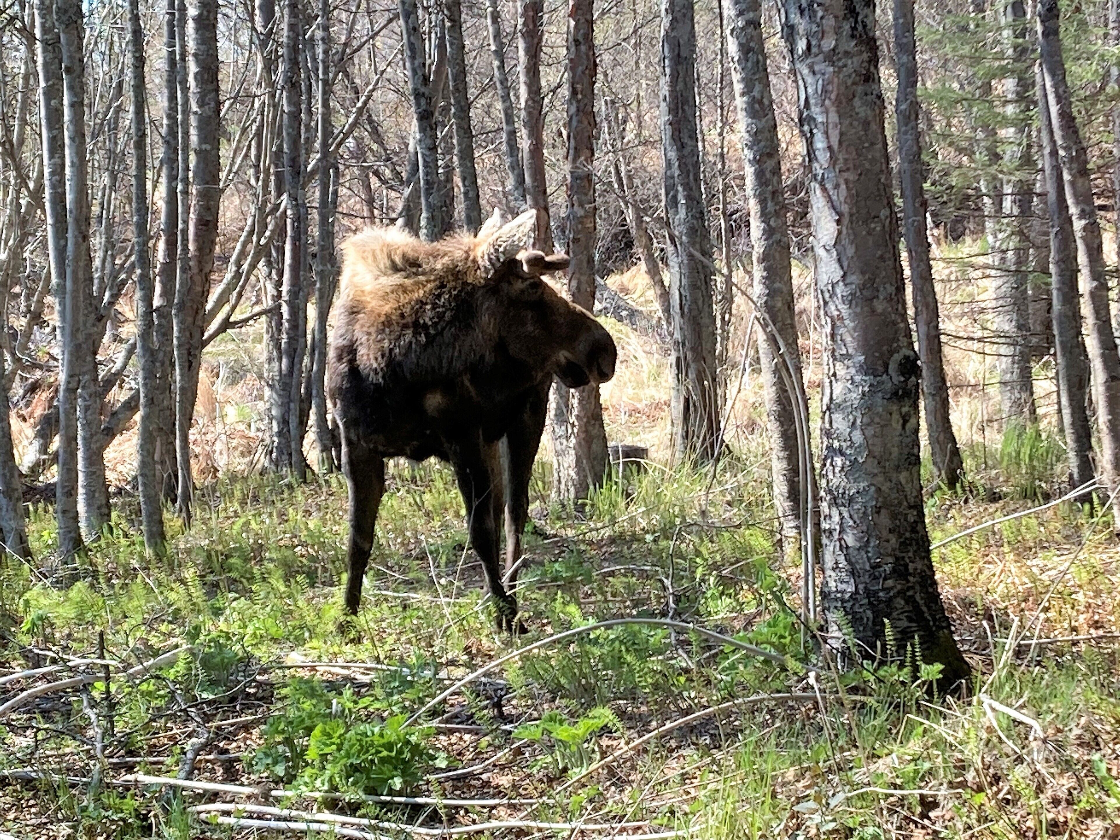 A moose in a forest with tall trees and underbrush.