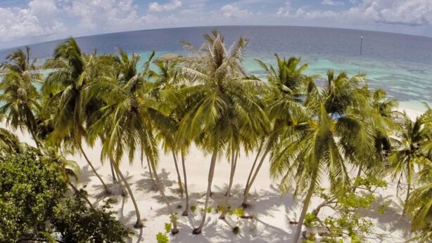 A beach with palm trees and a view of the ocean. - Crystal Sands (Maafushi)