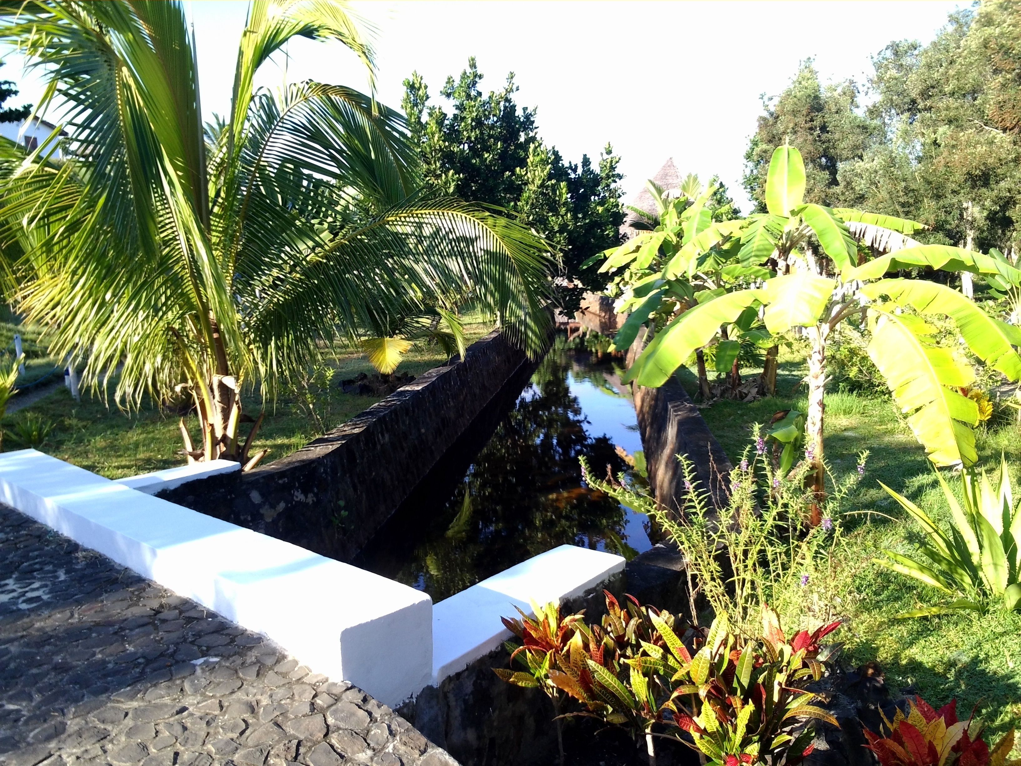 Un jardín con fuente de agua, palmeras y plantas de banano.