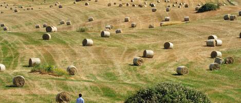 A field with numerous hay bales and a person standing in the foreground.